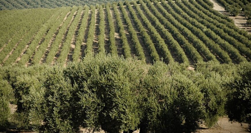 El Olivar en España esta campaña.