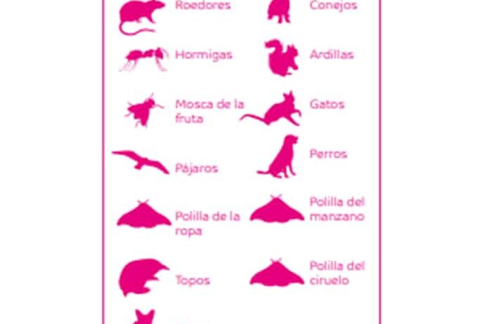 plagas de primavera