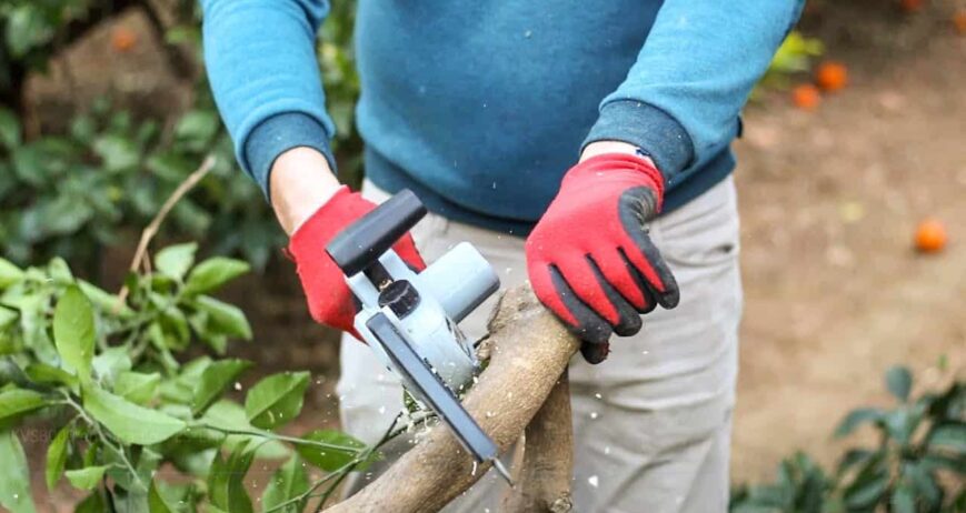 KVS8000 para la limpieza de chupones y varetas del olivo