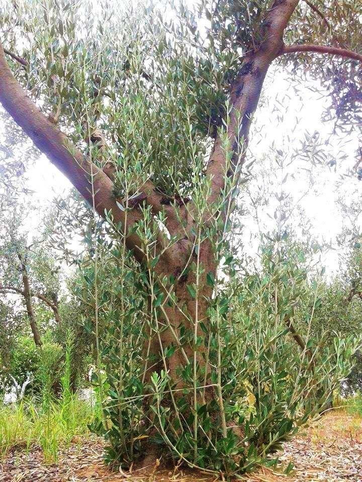 desvaretar olivar sierra Kamikaze y Stihl Los frutos de los árboles desvaretados suelen ser de mayor tamaño y con un mejor contenido en aceite