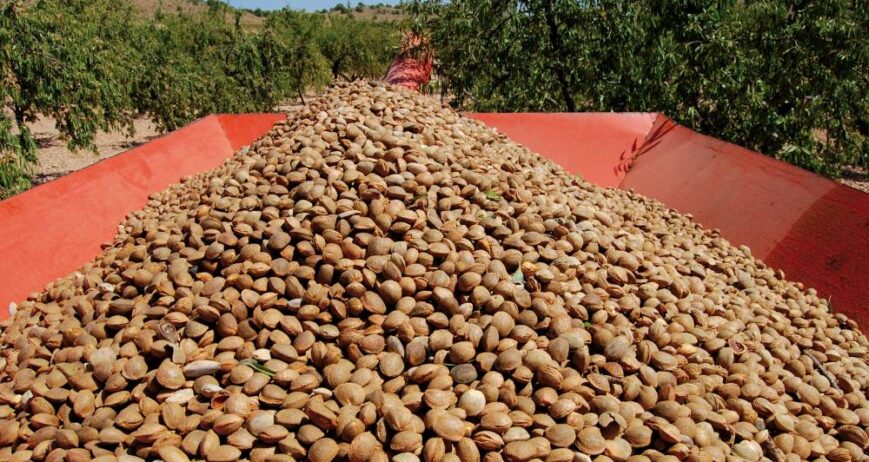 Recolección de Almendra Peladora de almendras herramientas para la almendra