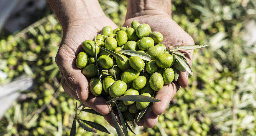 Recolección mecanizada de la aceituna