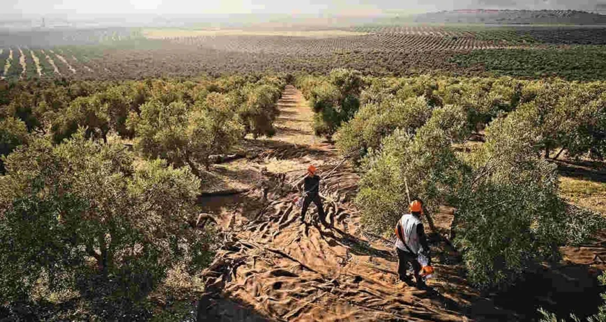 on la trama ya en su punto y la recolección en marcha, es fundamental contar con los recursos y el apoyo adecuados para garantizar una cosecha exitosa