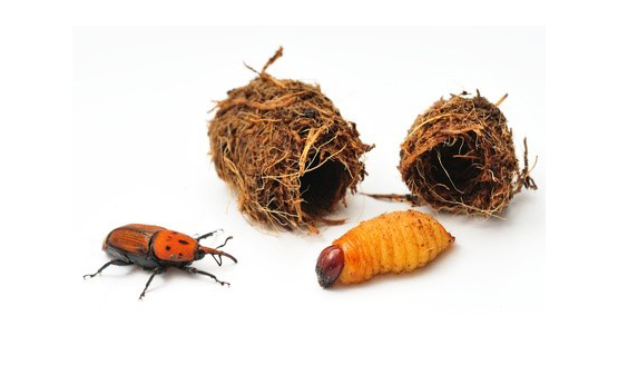 Eliminar picudo rojo