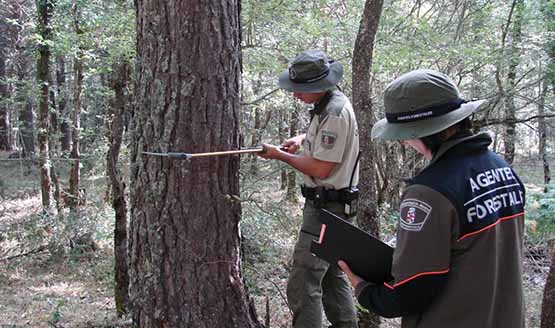 Equipos herramientas trabajos forestales