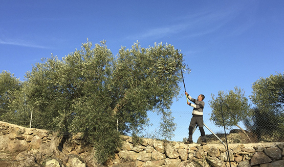 uso varas fibra olivar ¡Recolecta tus aceitunas de forma rápida y eficiente con las varas de Agrocor!