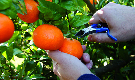 Cuidados usar tijeras recolección cítricos tijeras manuales de poda