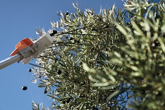 Nuevos Vareadores STIHL batería SPA 130 y 140 Córdoba Lucena Baena Montilla Puente Genil Priego Rute Llévate tu gorra gratis con la STIHL SPA 130 y financia tu vareador sin intereses en Agrocor