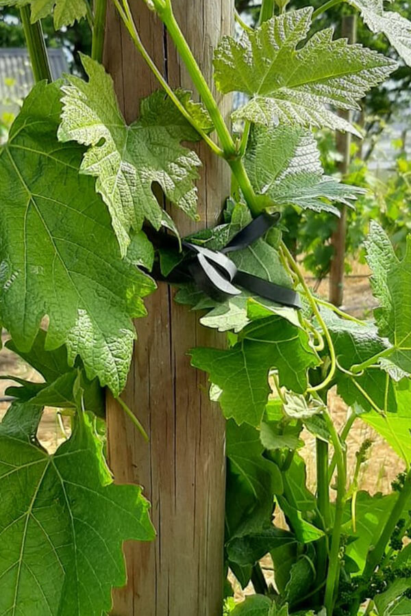 conocidas como ligas o bandas elásticas, son elementos fundamentales en diversas labores agrícolas, especialmente en el atado de cultivos