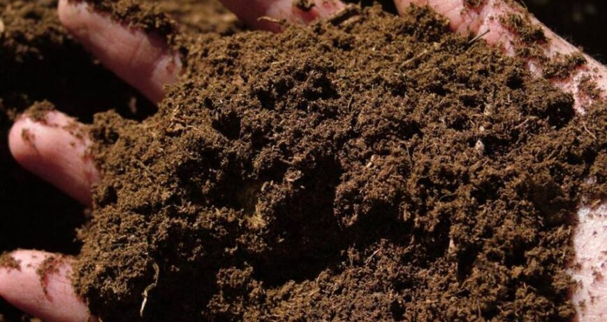 ustrato excelente para mejorar la estructura y la retención de agua en los suelos. se emplean en jardinería, viveros y en la producción de sustratos comerciales, asegurando que las plantas crezcan en un ambiente óptimo