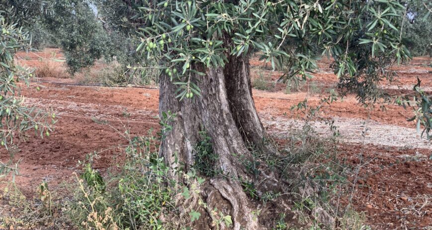 Eliminar las varetas del olivo: una labor clave para la salud y productividad del árbol En el cuidado del olivar, una de las tareas más importantes y a menudo subestimadas es la eliminación de las varetas. Esta acción, conocida también como desvareto, es esencial para garantizar que la energía del árbol se concentre en el tronco y las ramas productivas, favoreciendo así un crecimiento saludable y una producción óptima de aceitunas.