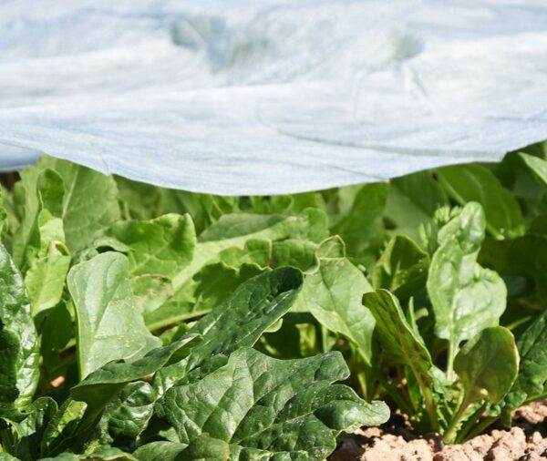 Manto termico proteccion cultivos 30 gr/m2 2x100m