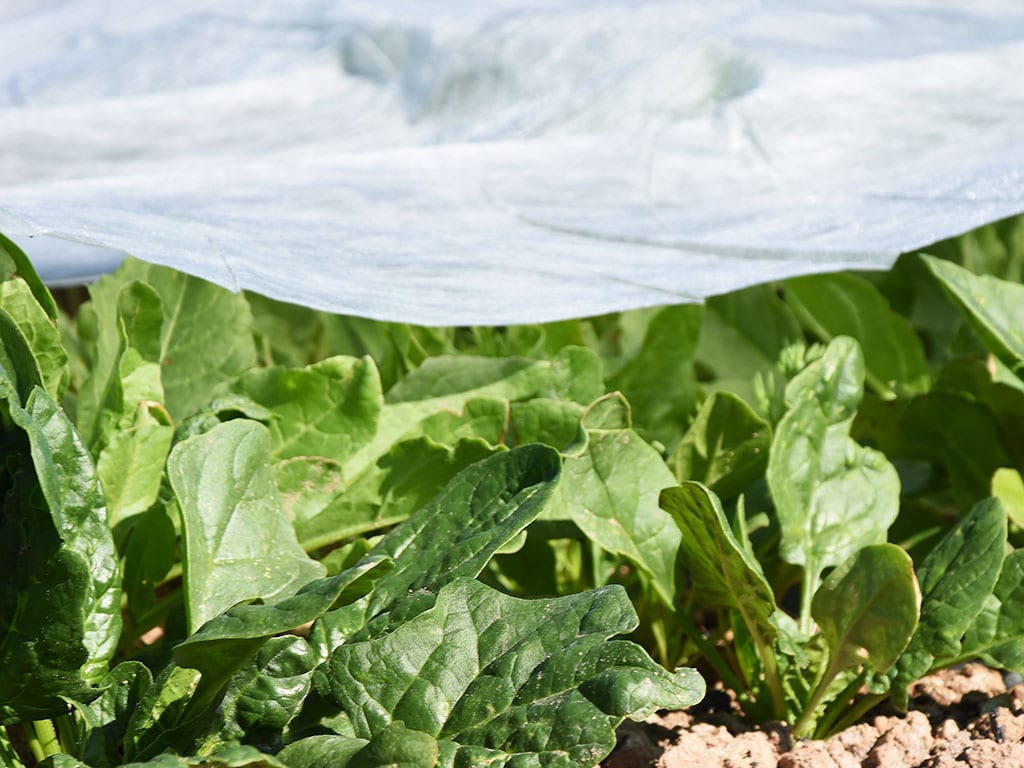 Manto termico proteccion cultivos 30 gr/m2 2x100m