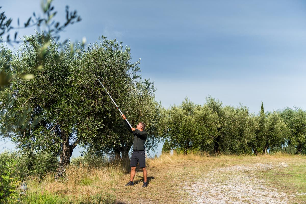 Tijera mango largo telescópica 230-400 cm - Imagen 5