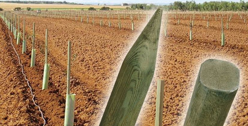 Tutor pino autoclave redondeado 4x150 (3.7x3.7)