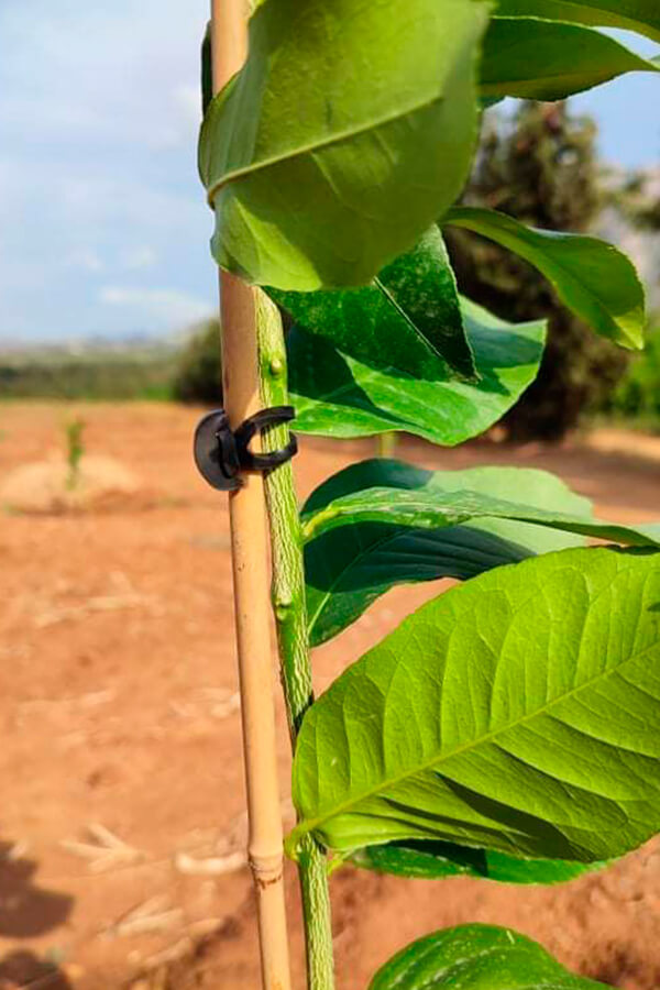 Goma ancla nº 12x4 (bolsa 1 Kg 325 und.) BANDEX - Imagen 5