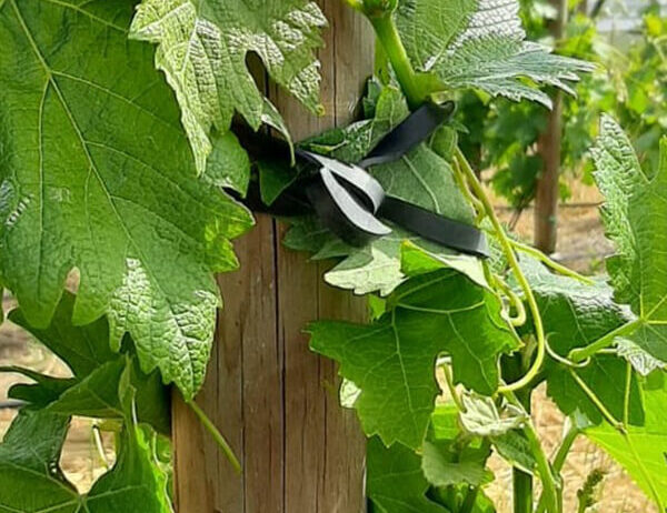 Gomas Ancla: El Eslabón Clave en la Sujeción de Cultivos