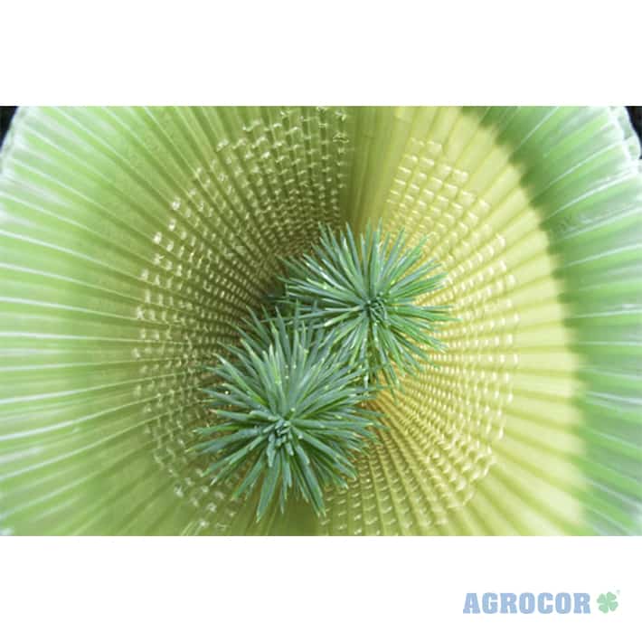 Protector forestal tubo 0,70 mts abierto - Imagen 8