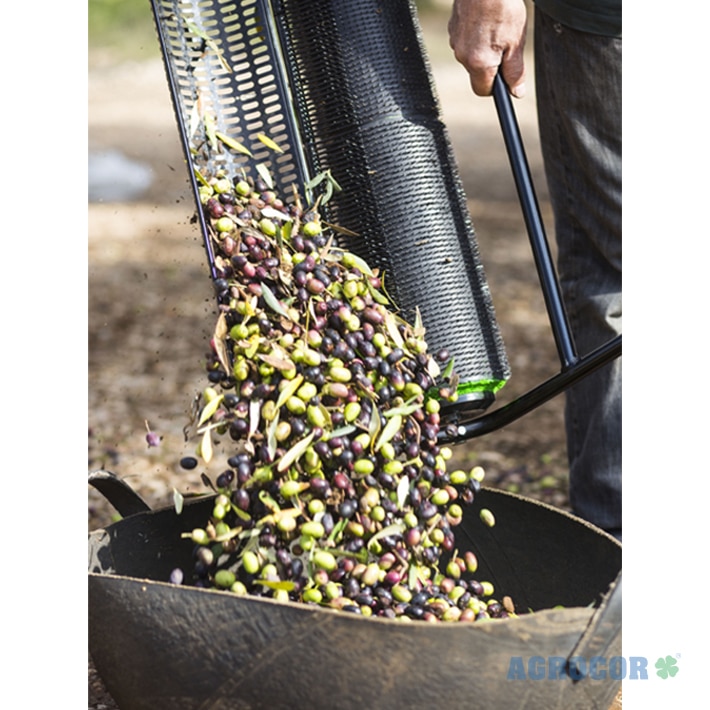 Recolectora aceitunas Nº1 espec. Cubeta agujereada - Imagen 3