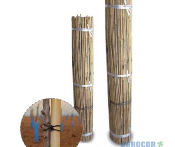 Tutor bambu 1,50 mt. 12/14