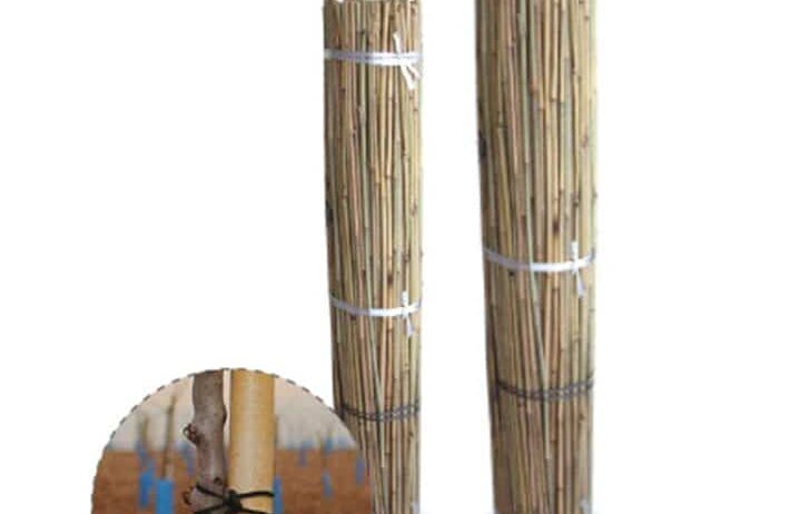 Tutor bambu 2,44 mt. 18/20 Tutor bambu 2,40 mt. 20/22 Tutor bambu 1,05 mt. 08/10 Tutor bambu 1,80 mt. 14/16 Tutor bambu 1,50 mt. 12/14