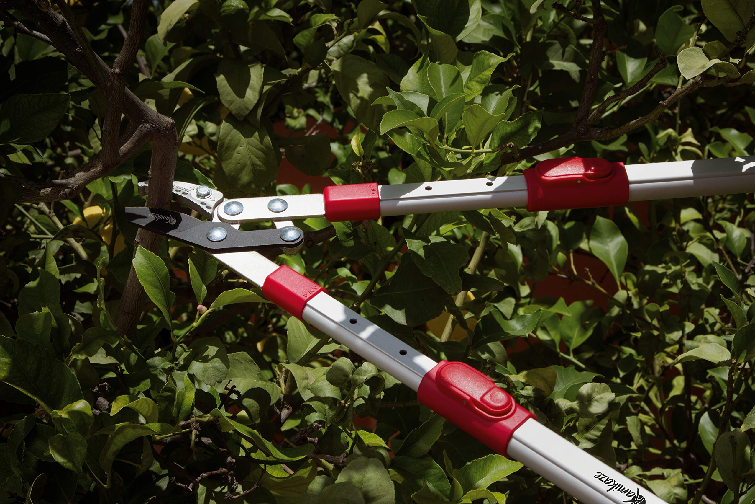 Poda de Mantenimiento y Limpieza: La Combinación Perfecta con KAmikaze y Stihl