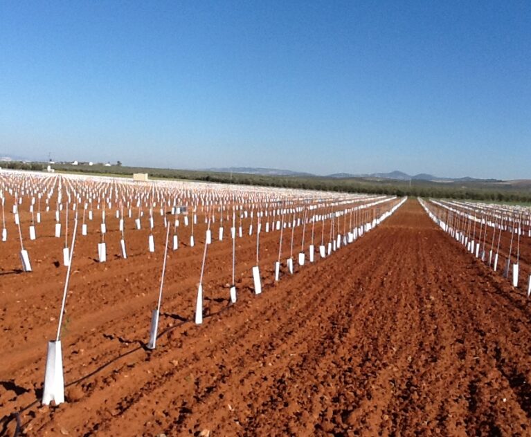 protectores en olivar super intensivo