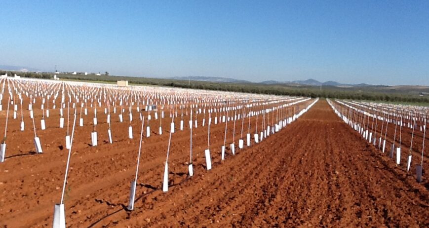 protectores en olivar super intensivo