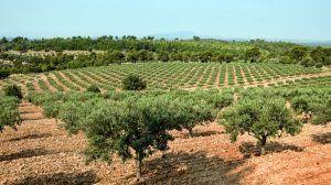 Riego del olivar tradicional y olivar intensivo
