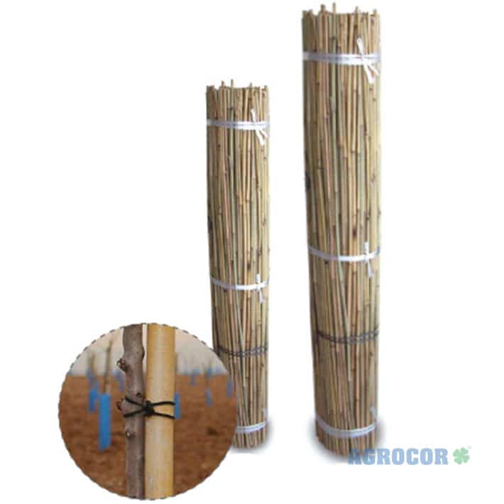 Tutor de bambú