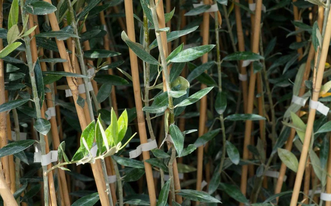 Tutor de bambú