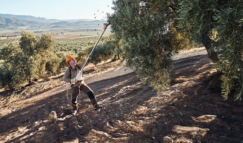 Nuevos Vareadores STIHL batería SPA 130 y 140 Córdoba Lucena Baena Montilla Puente Genil Priego Rute