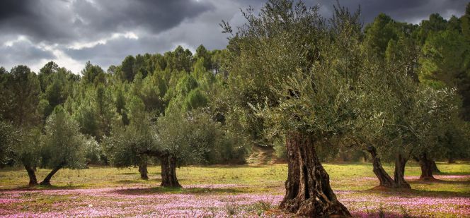 olivar ecológico