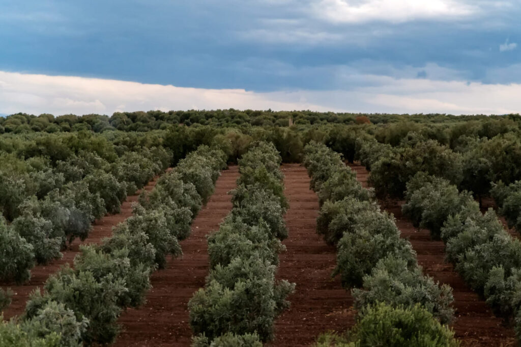 caza medio ambiente bosque finca comienza la campaña de olivar