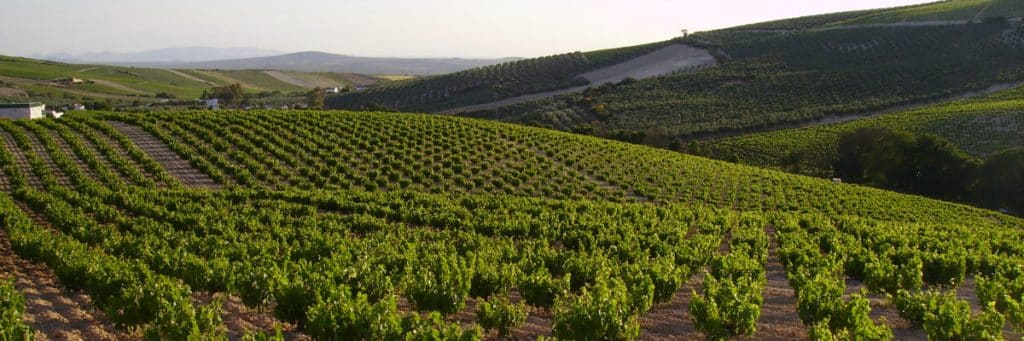 Cultivo en Espaldera de Viñedos: Ventajas, Recolección de Uva, Clima y Siembra El cultivo en espaldera es una técnica eficiente para el manejo de viñedos que ofrece diversas ventajas en términos de rendimiento, gestión y calidad de la uva. A continuación, exploraremos estas ventajas, así como consideraciones sobre la recolección, clima y siembra